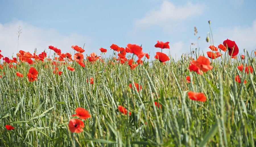 Red poppy flowers blooming in field