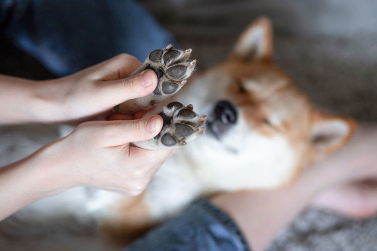 Women's hands hold the paws of a sleeping dog shiba inu. selective focus. close-up.