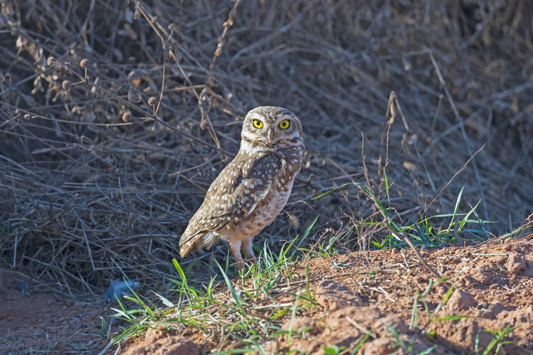 Portrait of owl perching on field