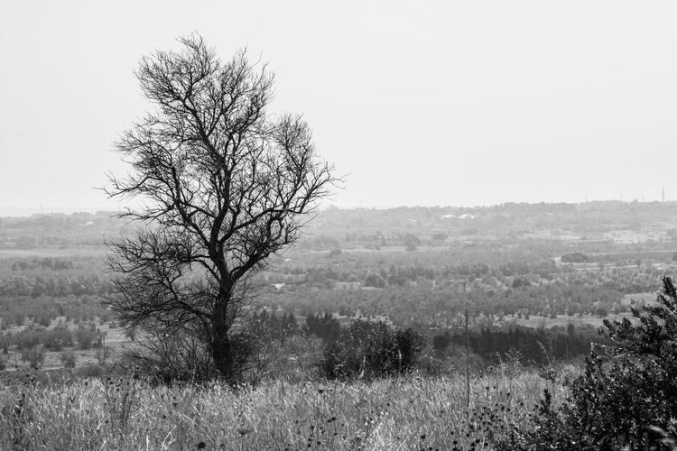 Bare tree on field against clear sky