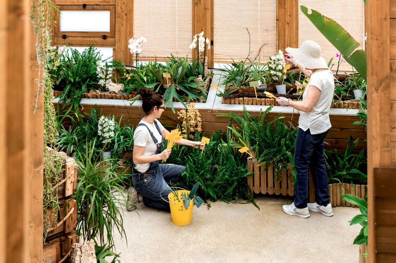 Full body adult woman and elderly lady putting yellow label sticks into pots with plants while working in hothouse
