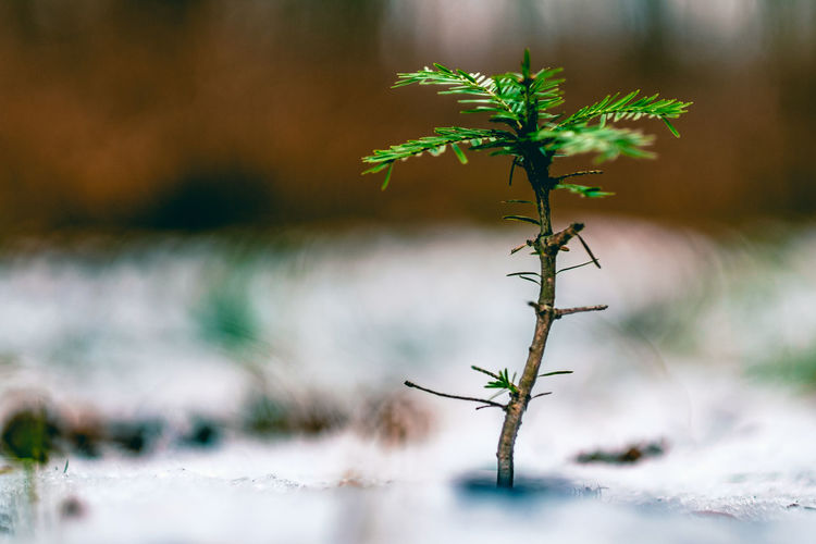 Close-up of plant against blurred background