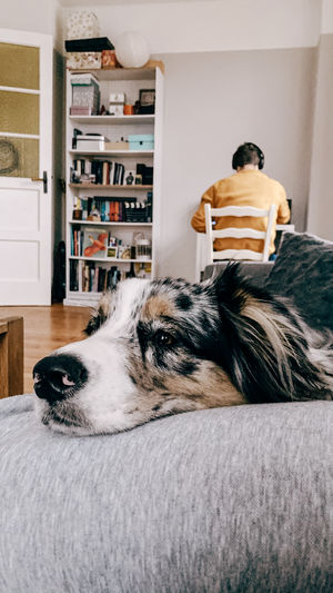 Rear view of dog relaxing at home