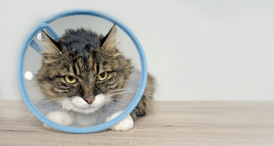 Tabby cat with a pet cone looking anxiously away. horizontal image with copy space.