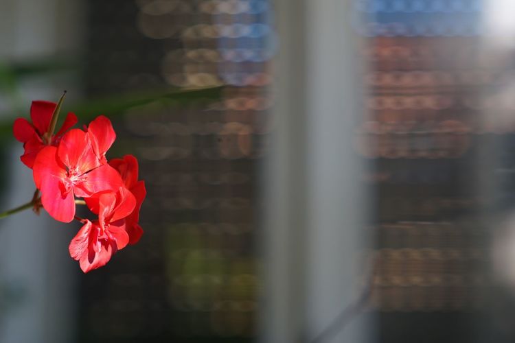 Close-up of red rose on window