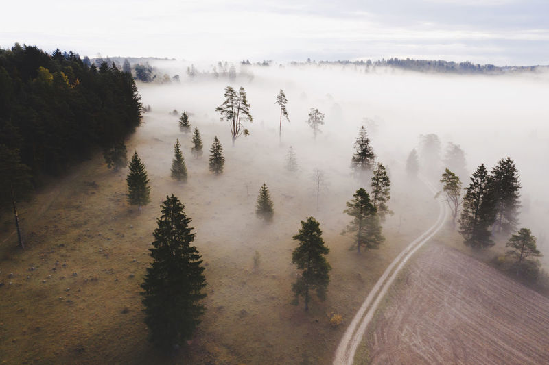 Scenic view of road by trees against sky