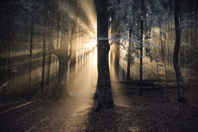 Sunlight streaming through trees in the wilderness transylvanian forest.majestic nature landscape.
