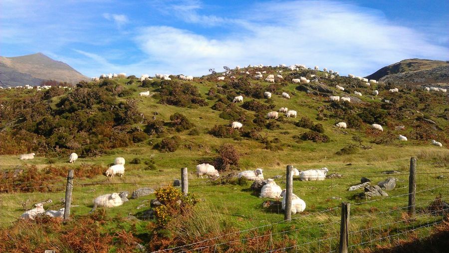 Flock of sheep on green hill