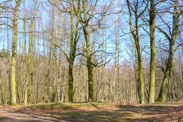 Trees in forest against sky