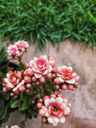 Close-up of pink flowers