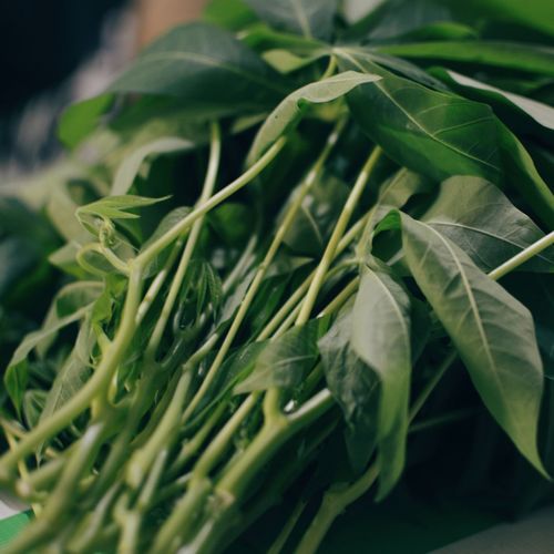 Close-up of leafy vegetables on table