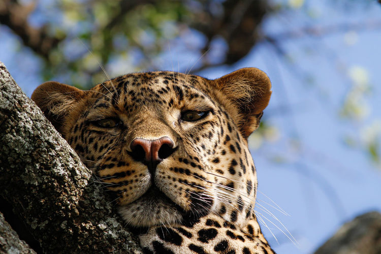 Under observation - male leopard peering down from his resting position in a tree, masai mara, kenya