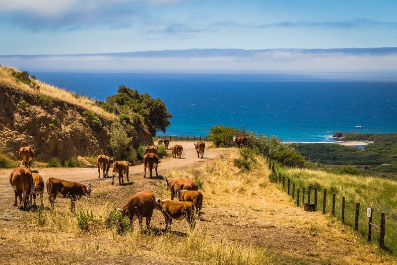 View of cows on road by the sea against sky