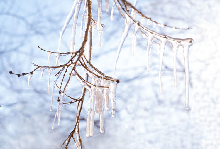 Shiny icicles on the branches of a tree in the sunlight of the first spring days.