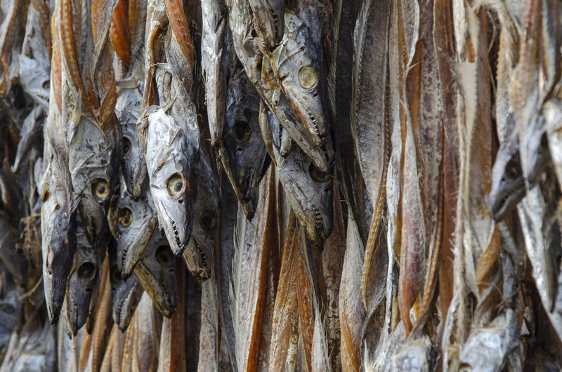 Close-up of fish on tree trunk