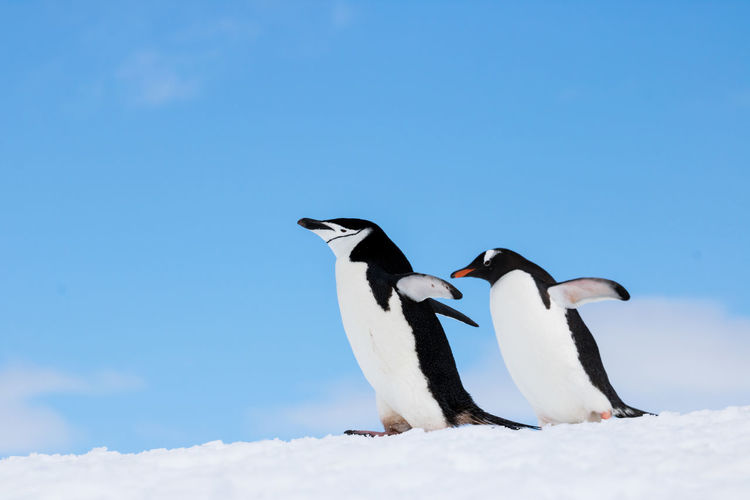 Penguins standing on snow covered field against sky