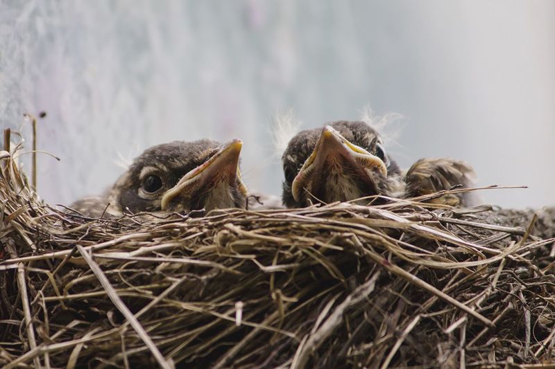 Close-up of young birds in nest