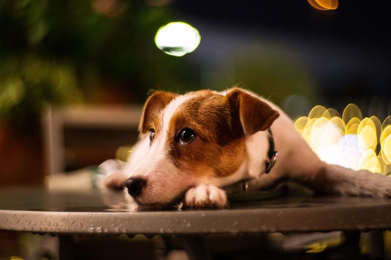Close-up of jack russell terrier on wet table at night