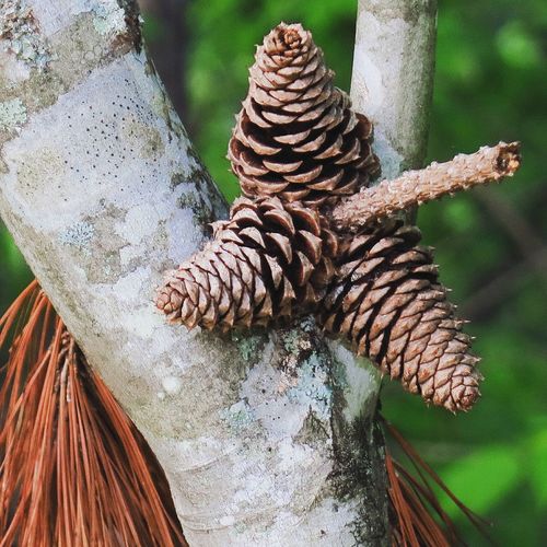 Three pine cones in between two branches