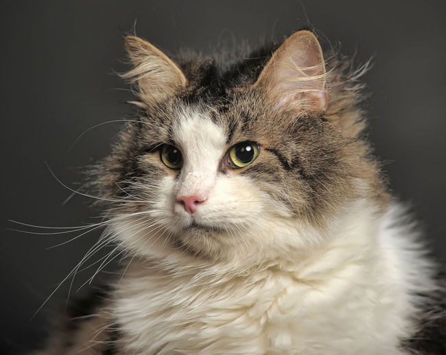 Close-up of cat looking away