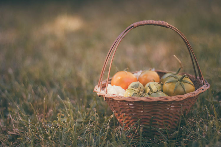 Tomatoes in basket on field