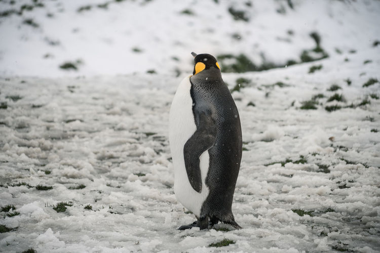 Kind penguin on snow covered land