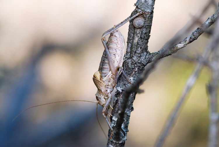 Close-up of grasshopper on branch
