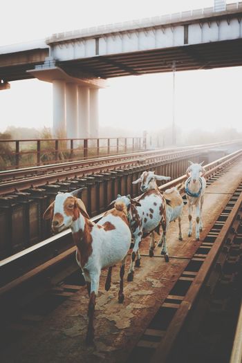 Goats standing on bridge