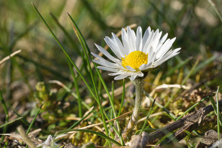 Common daisy, bellis perennis, close up image of the flower head