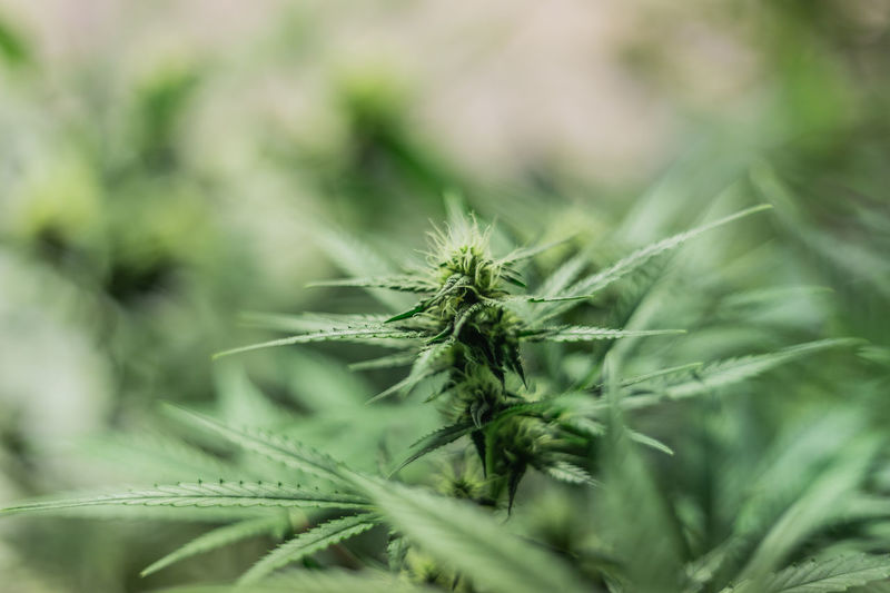 Marijuana medical cbd plant