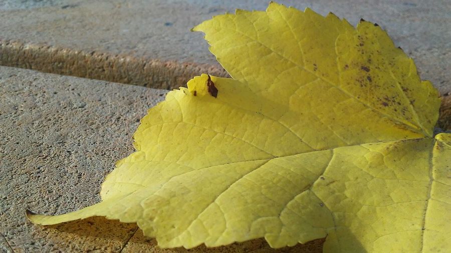 Close-up of insect on yellow leaf