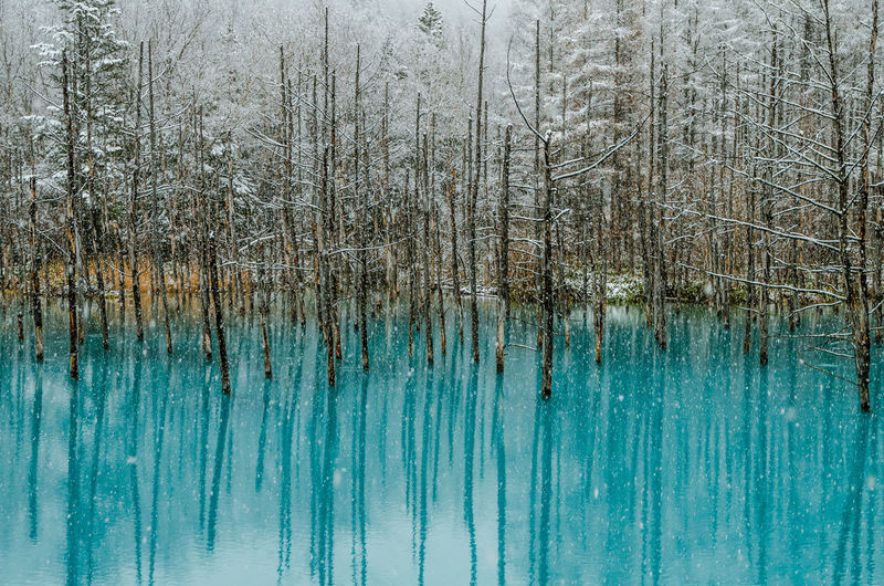 Bare trees in blue pond with reflection during snowfall