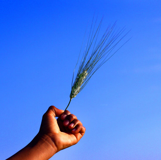 Cropped hand holding wheat crop against blue sky