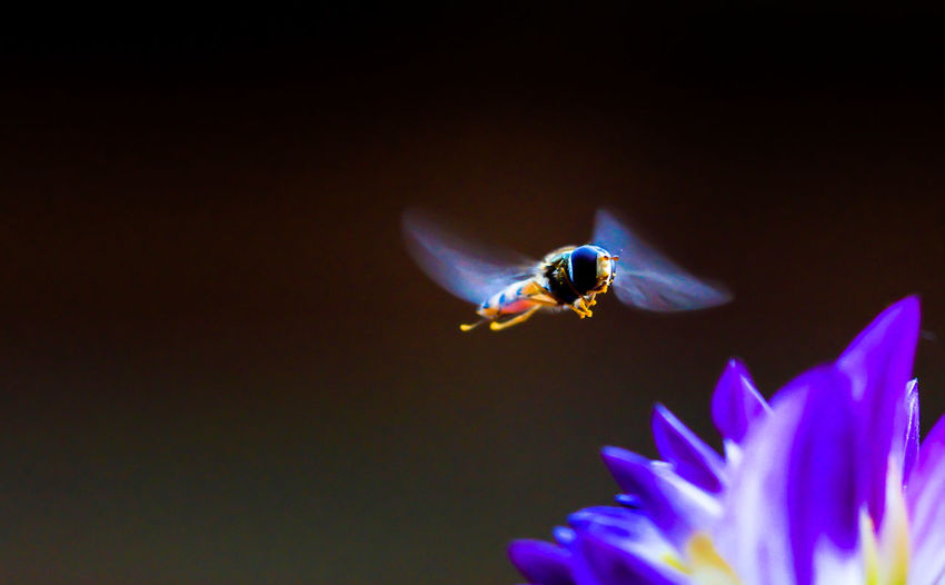 Close-up of bee flying by purple flowers