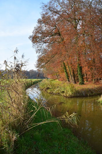Plants growing on field by lake against sky