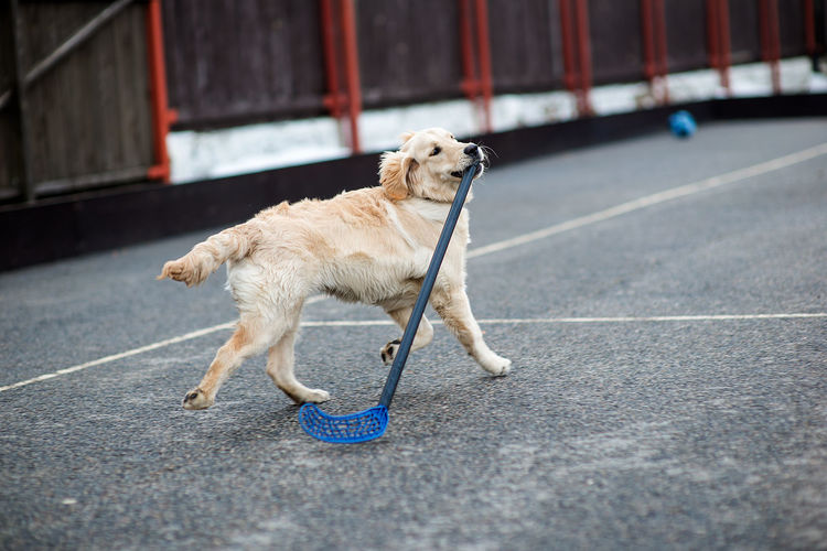 Golden retriever carrying floorball bat in mouth on footpath