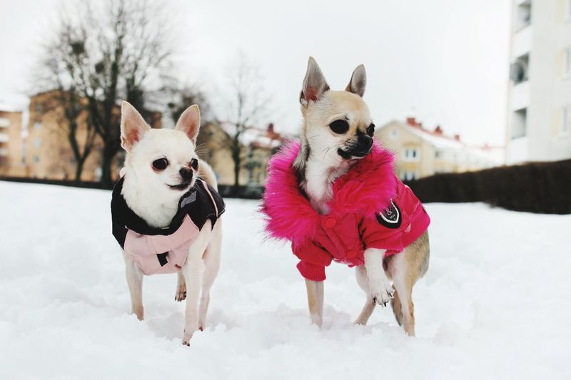 Cookie and friend