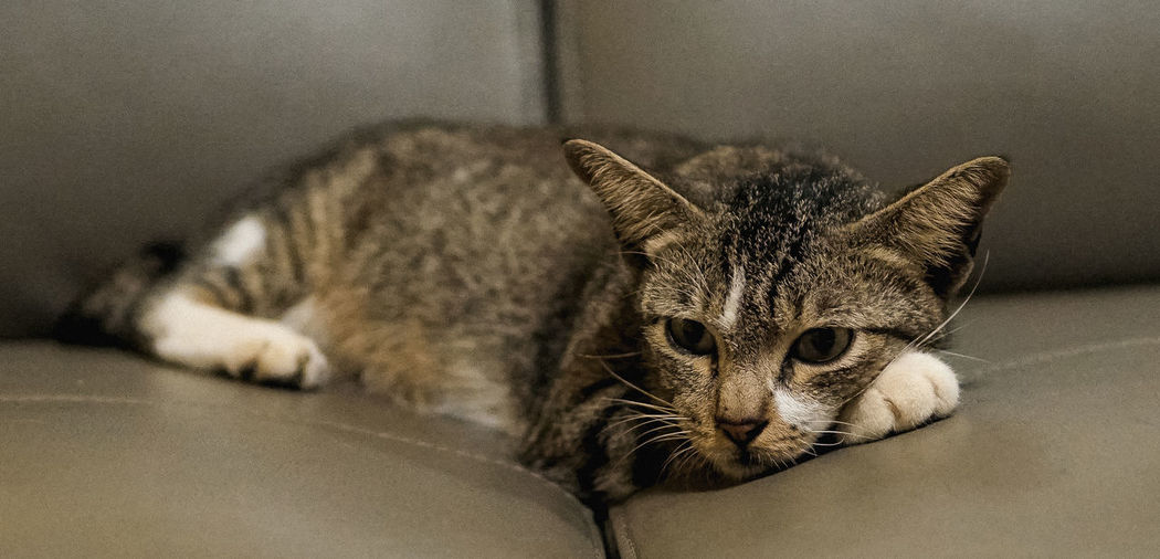 Portrait of a cat resting