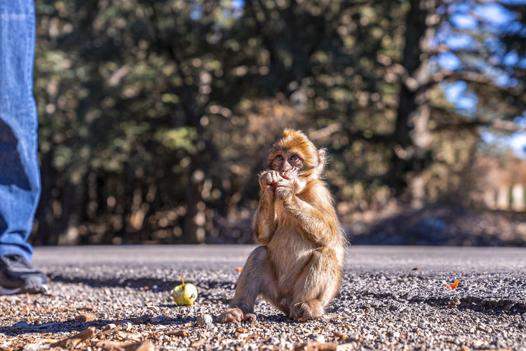 Young brown monkey eating fruit beside road at park in sunny weather