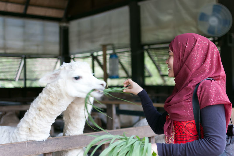 Woman feeding grass to lllama at stable