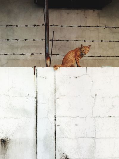 Cat on wall