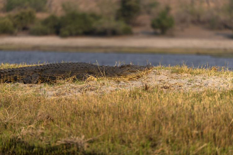 View of crocodile on field