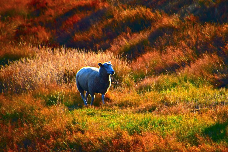 Grey sheep standing in lightning field 