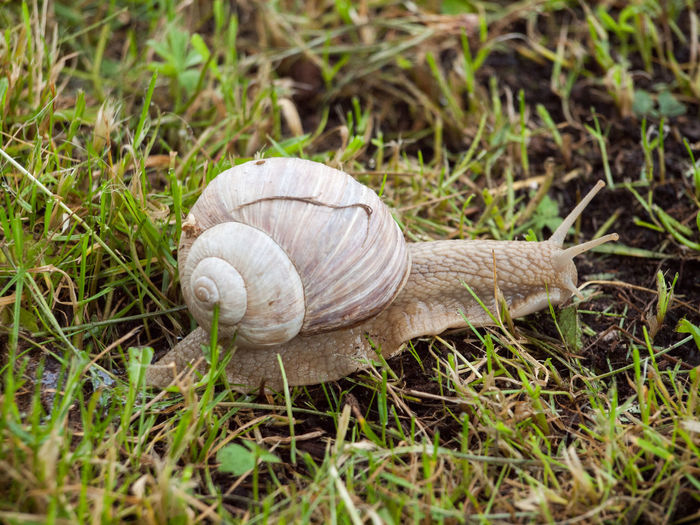 Close-up of snail on field