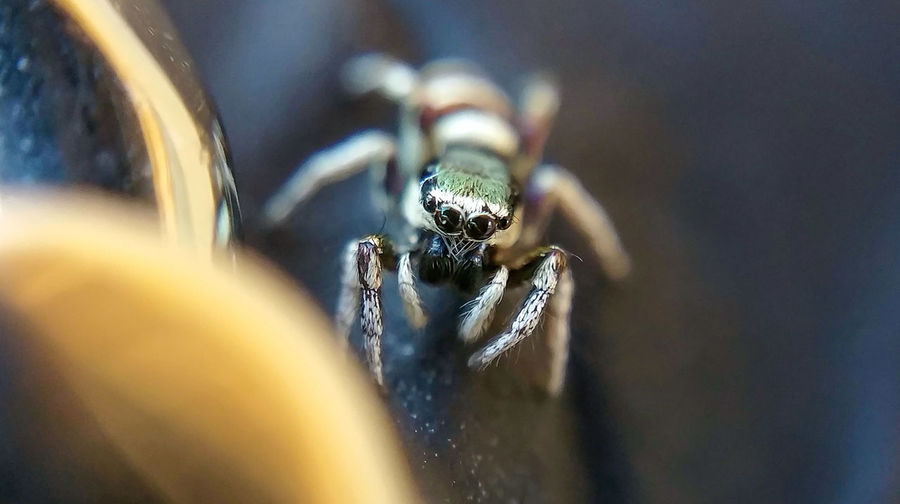 Close-up of jumping spider on table