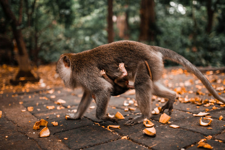 Mother long tailed monkey walking with her baby