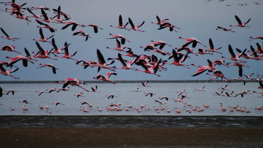 Scenic view of flamingos flying over river against clear sky