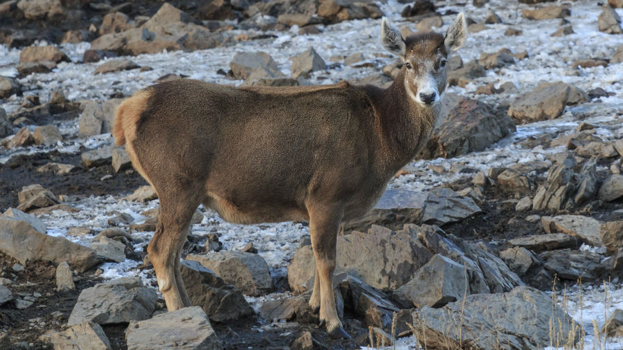 Portrait of deer standing by rocks