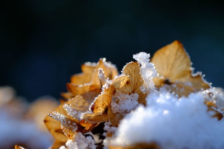 Close-up of frozen hydrangea