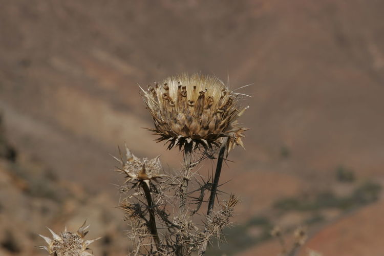 Close-up of wilted thistle